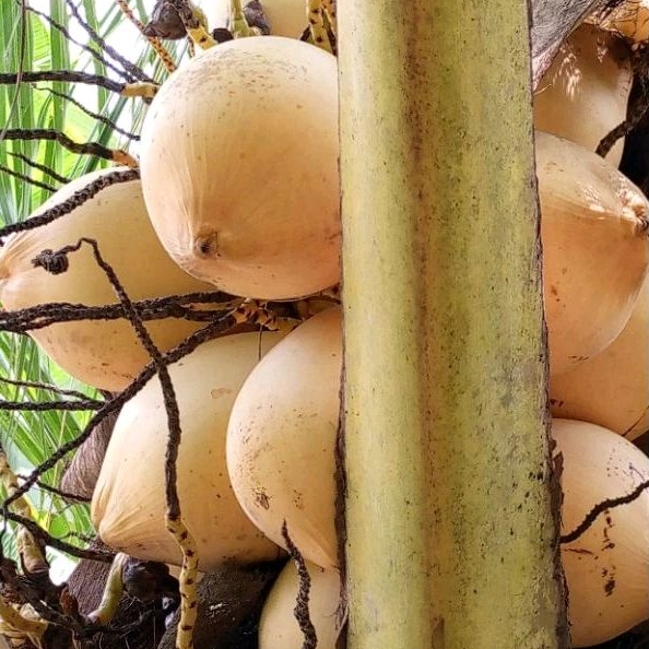 

KELAPA PUTIH PERBIJI FRESS