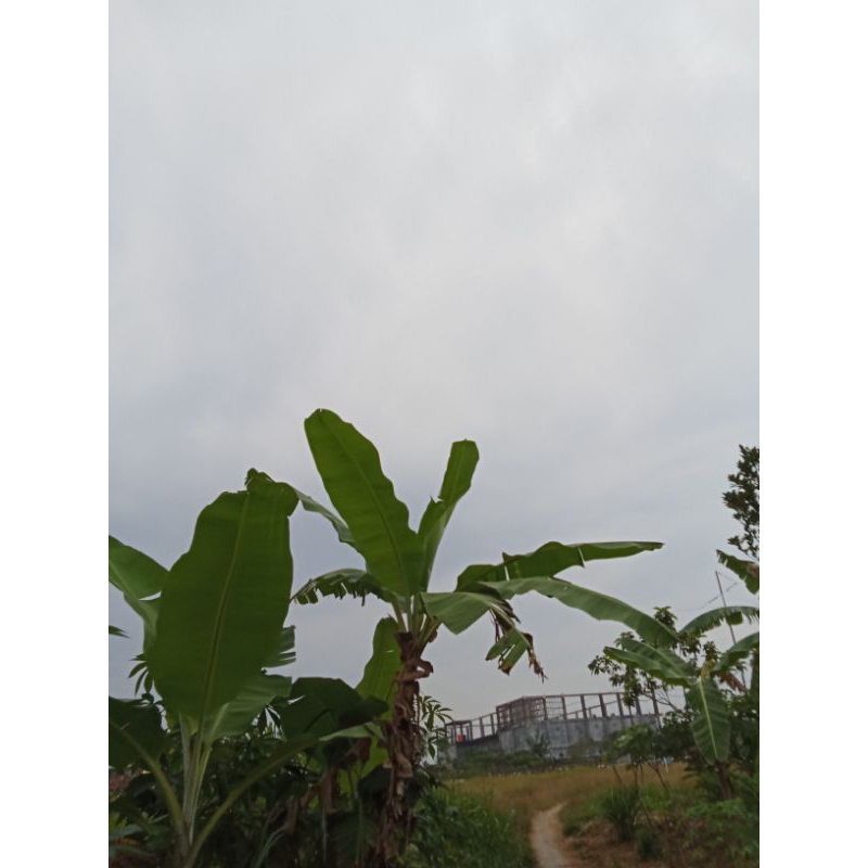 

jual daun pisang kepok, dan pisang raja