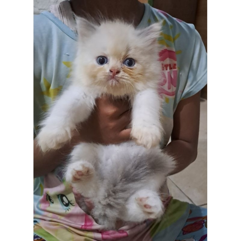Anak kucing anggora/kitten himalaya/kitten ragdol betina/kucing ragdol betina/kucing ragdiol simetris