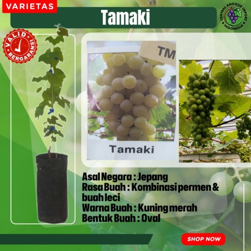 Bibit Anggur Import Tamaki