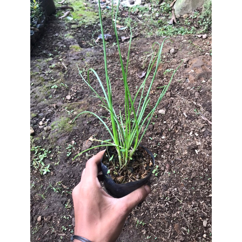 bibit tanaman bawang kucai | kucai