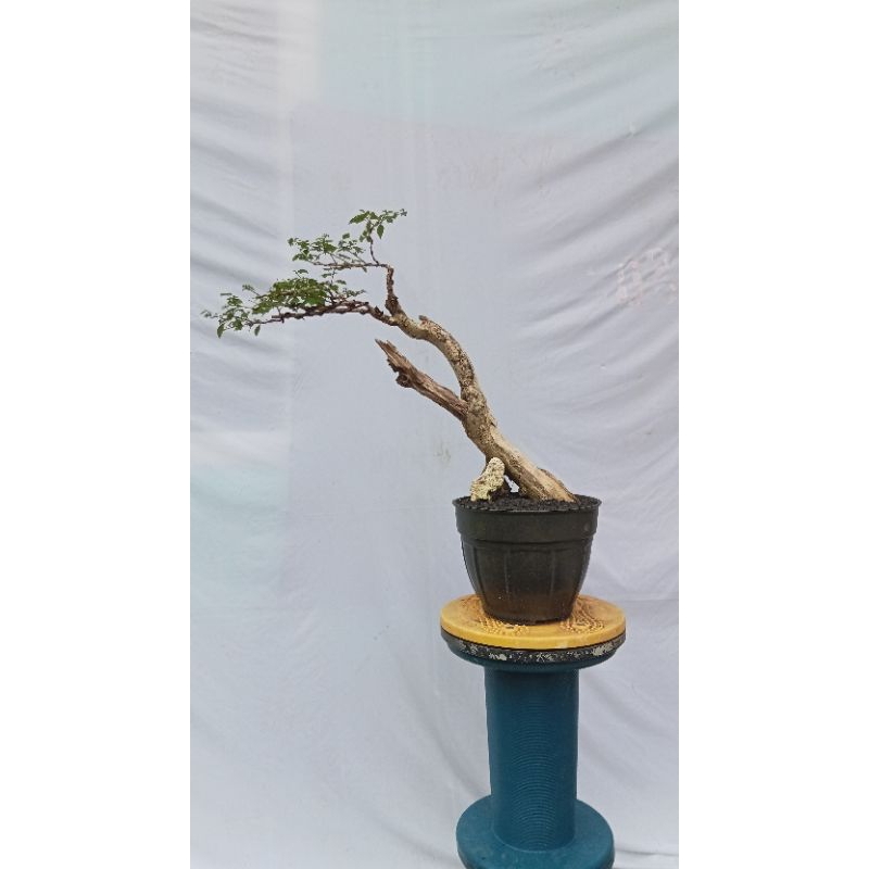 pohon bonsai wareng bintang