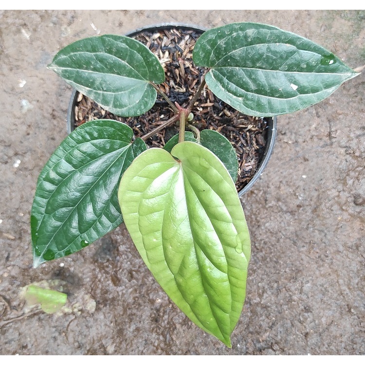 anthurium sirih / anturium radicans X - Bibit Tanaman Anthurium Sirih / Antorium Sirih / Anthurium R