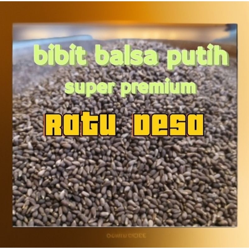biji balsa putih