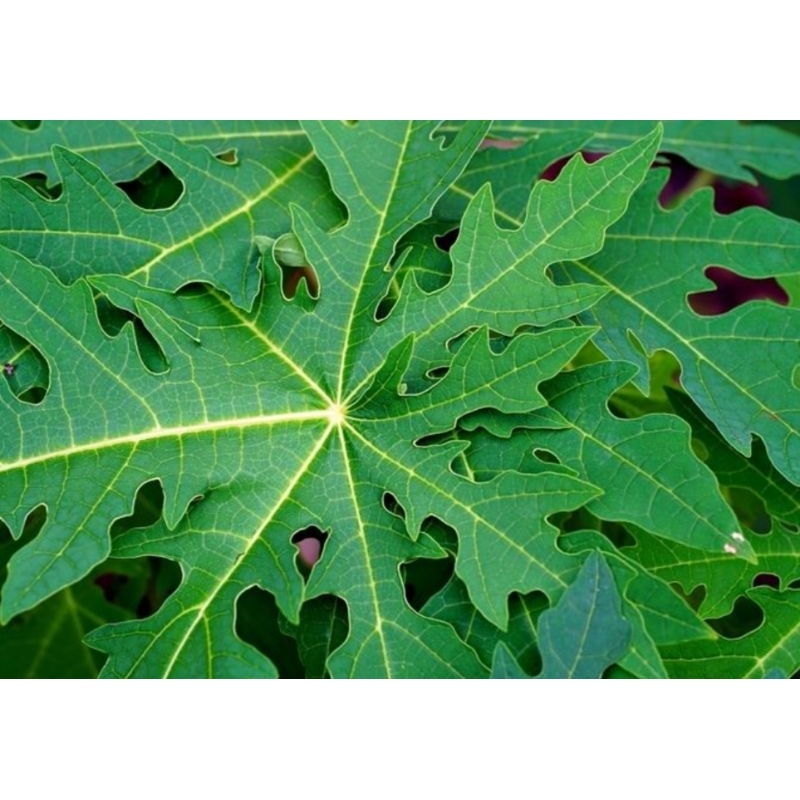 

daun pepaya per ikat