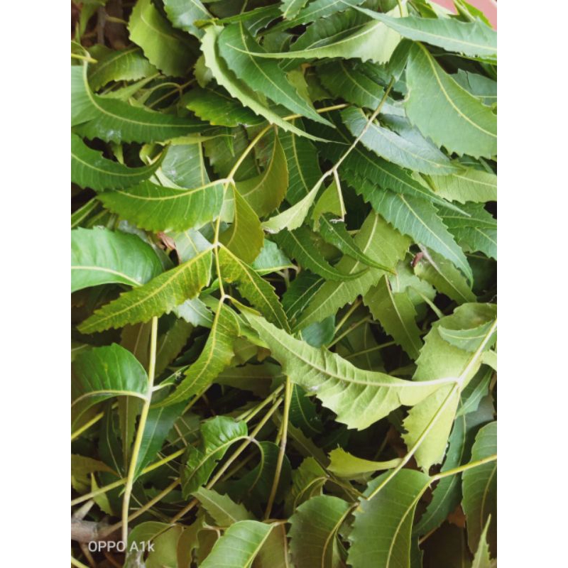 

daun imbo 1000 gr redy
