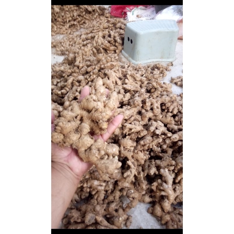 

Jahe emprit 1kg 26.900 | jahe emprit grosir timbangan 5kg harga per Kg 26.900 | grosir jahe emprit kemasan 5kgerti