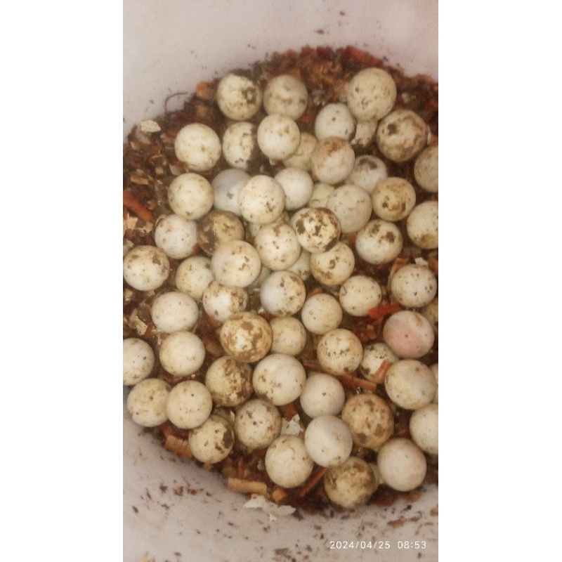telur bulus labi-labi pasti menetas