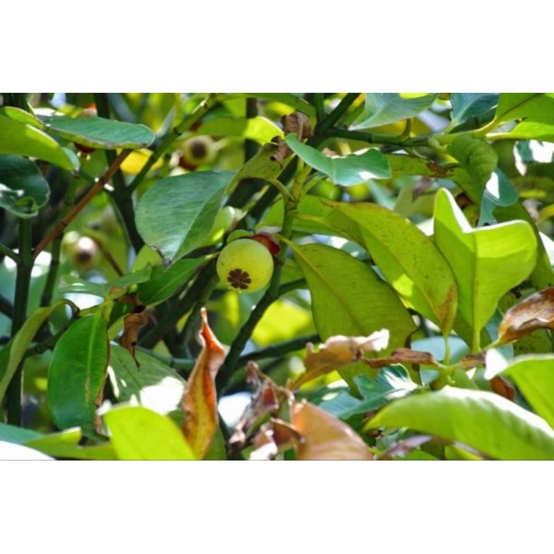 

Daun manggis 500 gram termurah