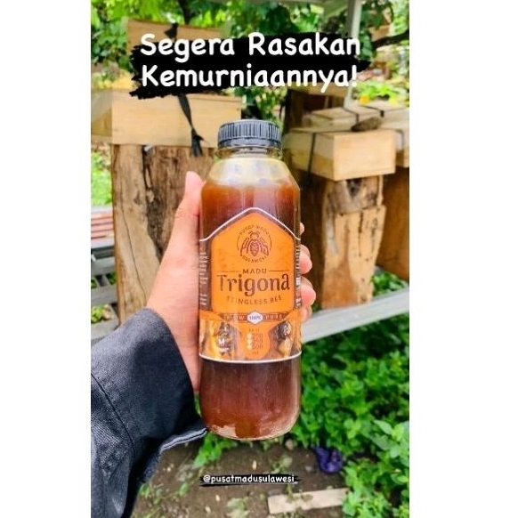 

Madu Asli Trigona
