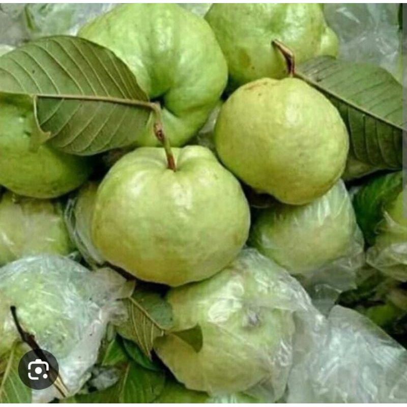 

JAMBU KRISTAL SEGAR PER 1KG | Fresh dan Segar |