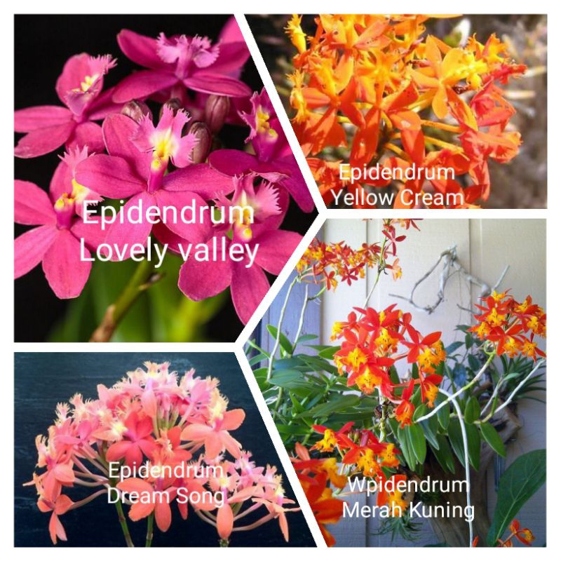 Tanaman hias anggrek epidendrum.paket 4 macam warna bunga