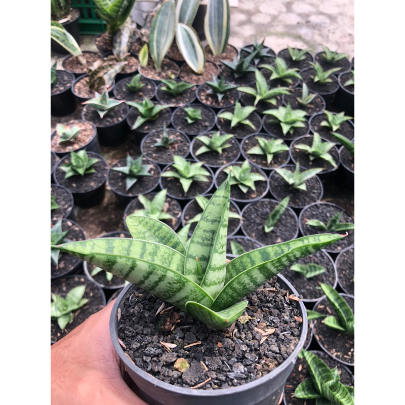 Sansevieria Marsha Anjani