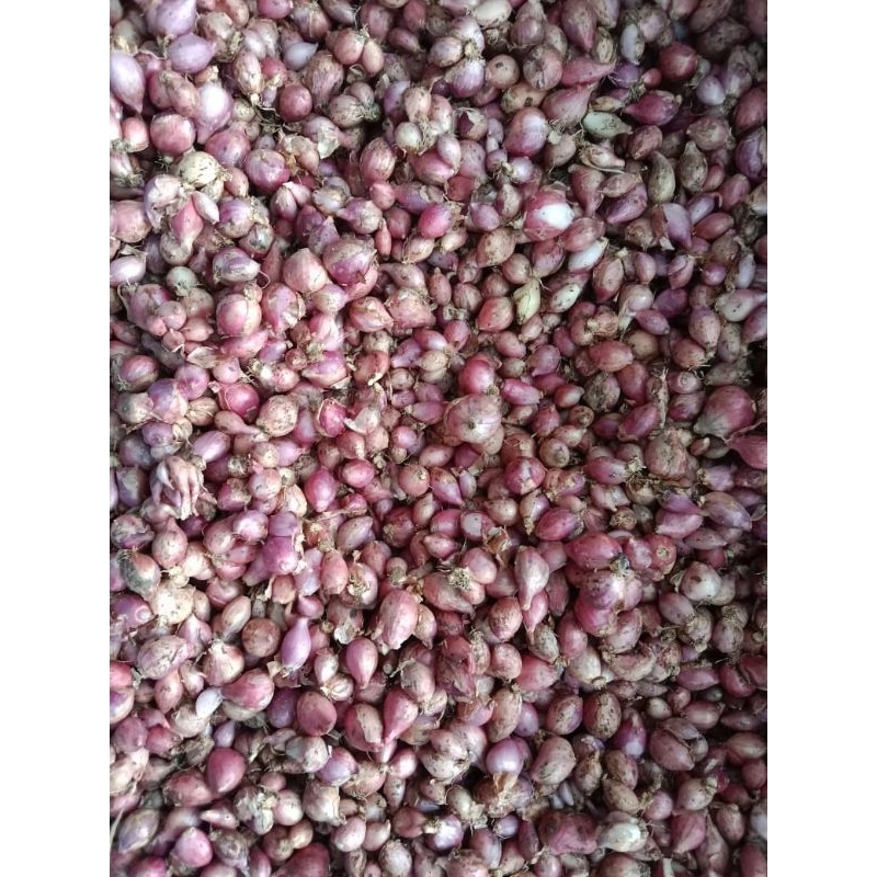 

bawang merah 1kilo