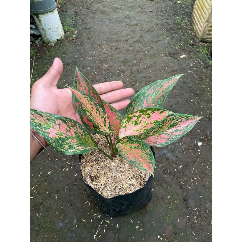 Tanaman hias Aglaonema Ruby Garuda Batik - Aglonema Ruby Garuda Batik