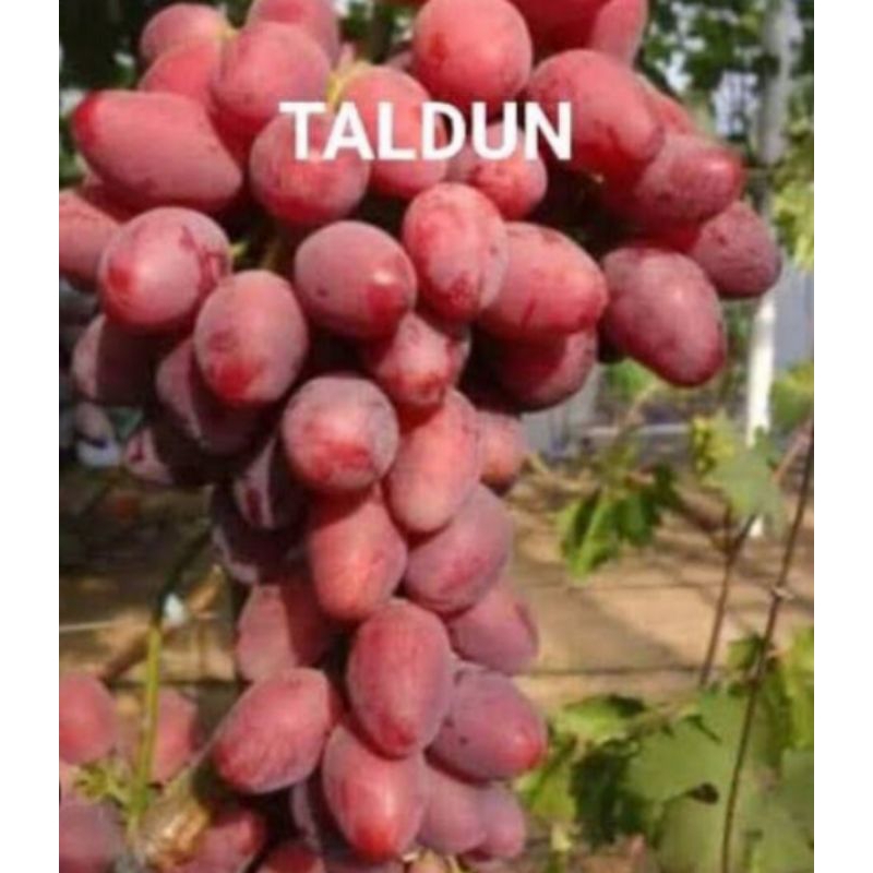 Bibit anggur impor TALDUN