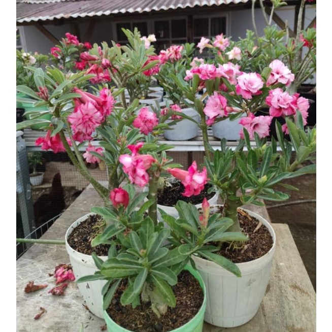 Sale ADENIUM GRAFTING size  C  BUNGA TUMPUK 1 pohon 3 macam WARNA
