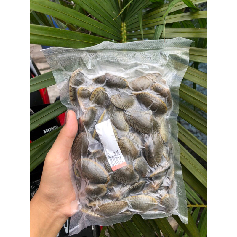 

Kerang Batik Grade A 500gr