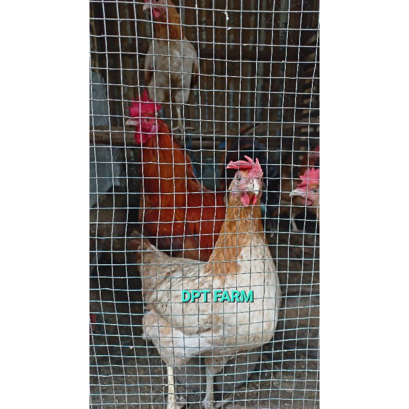 

Telur fertil ayam kampung petelur unggul elba,Untuk di tetaskan