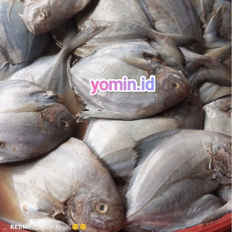 

Ikan Bawal Hitam/ Ikan Bawal Laut 1 kg