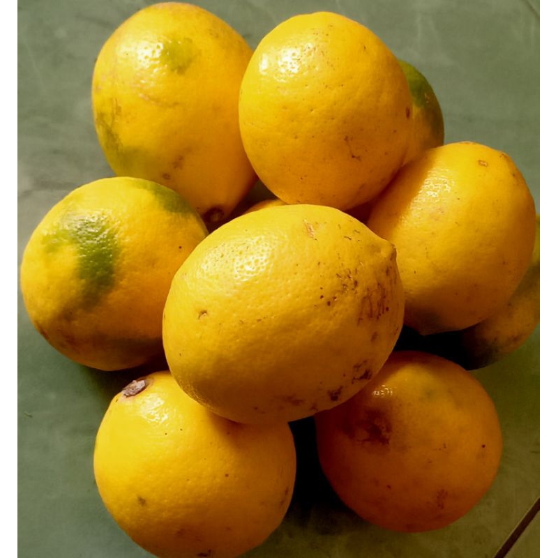 

JERUK LEMON LOKAL TERMURAH