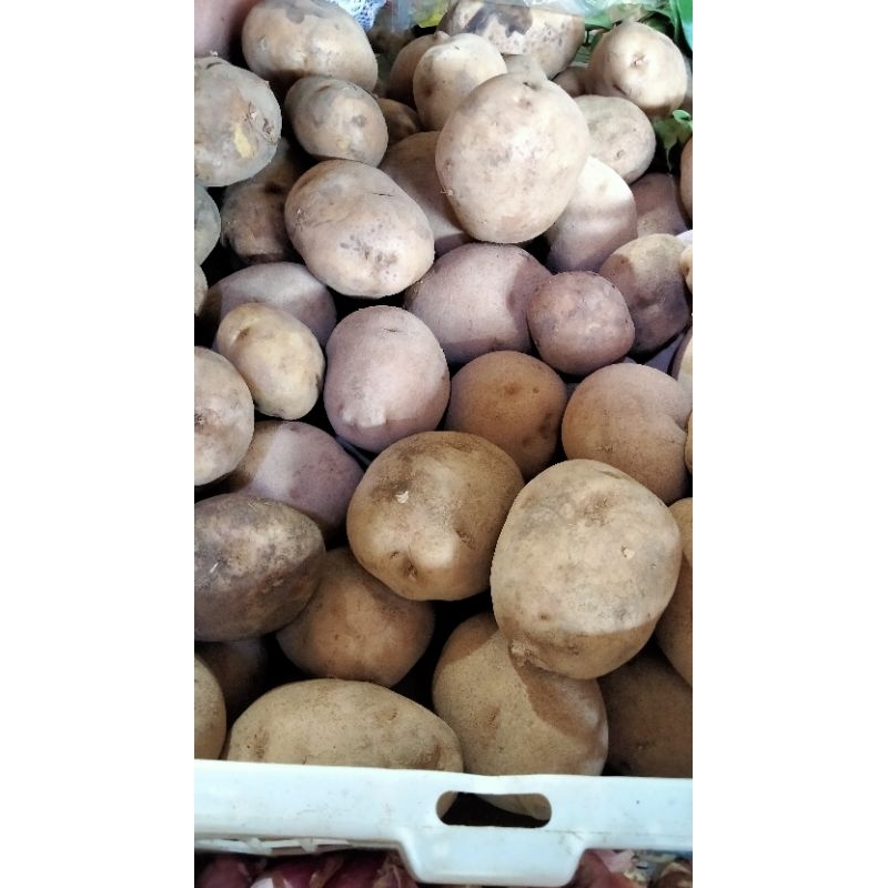 

kentang 1kg