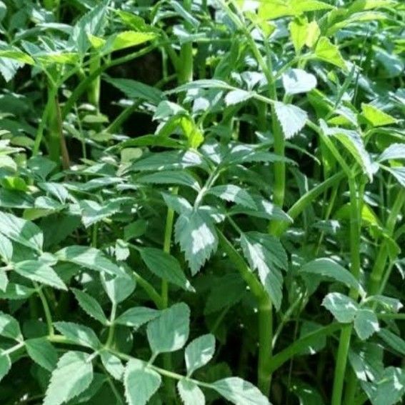 Tanaman Tespong lalap