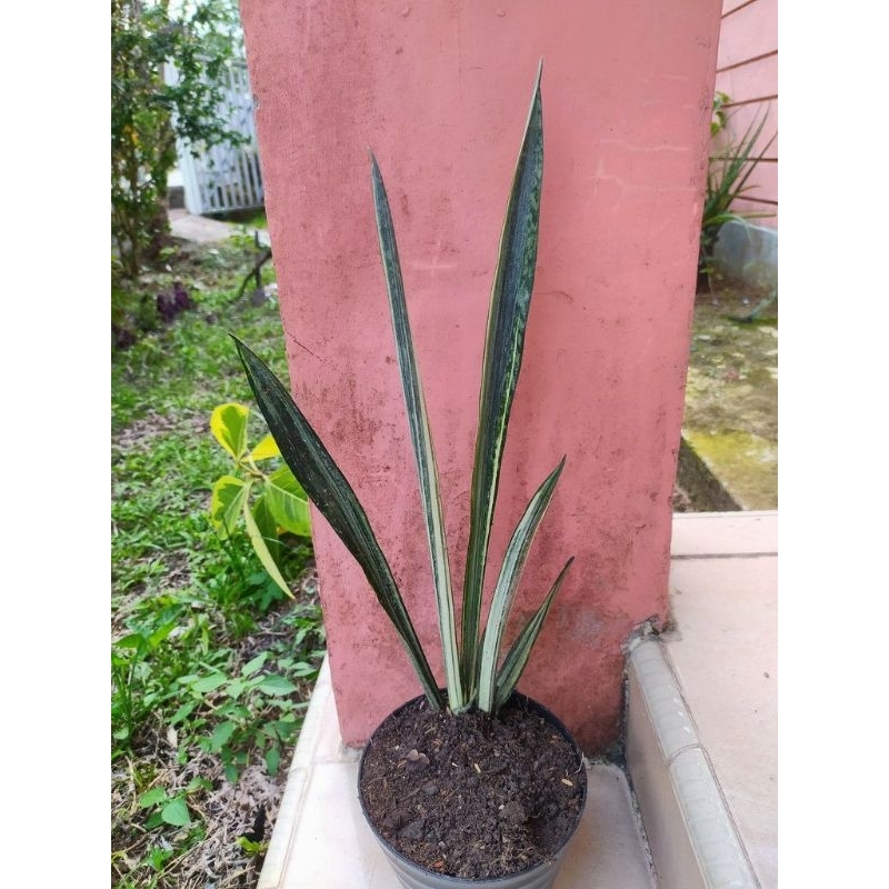 sansevieria silver