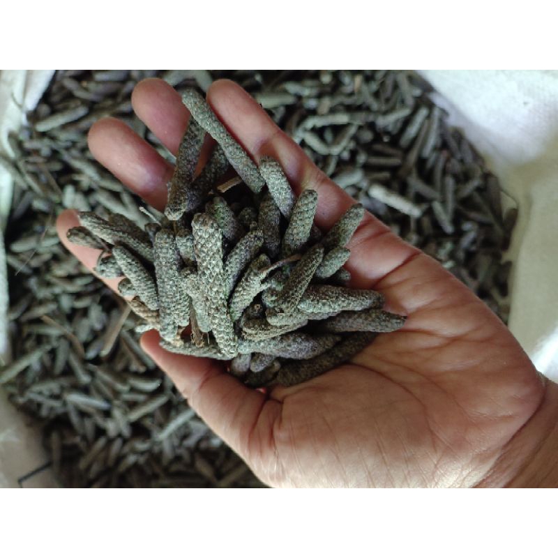 

cabai Jawa / lombok jawa