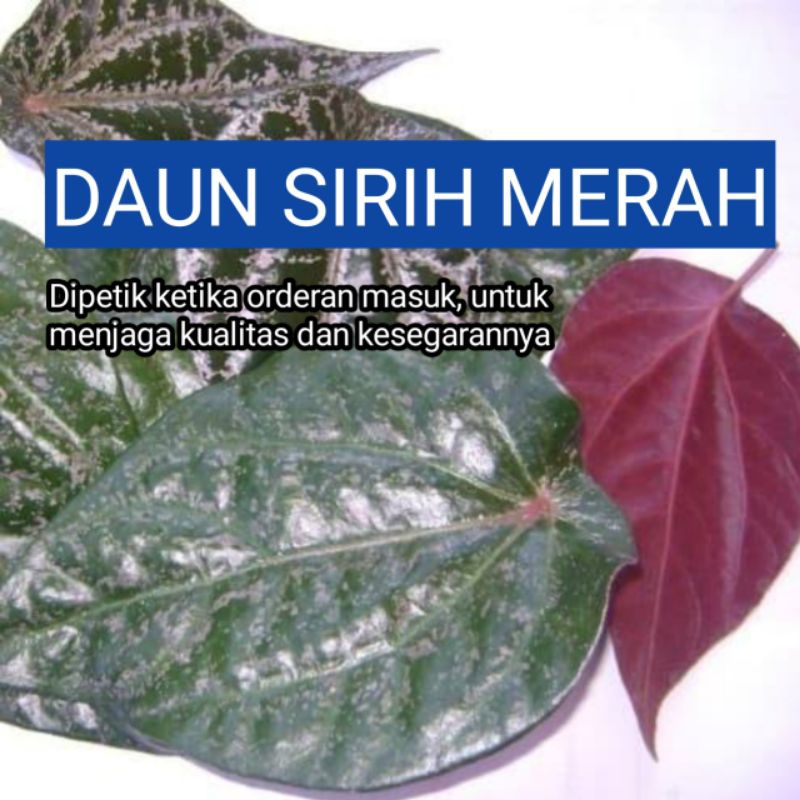 

Daun SIRIH MERAH FRESH