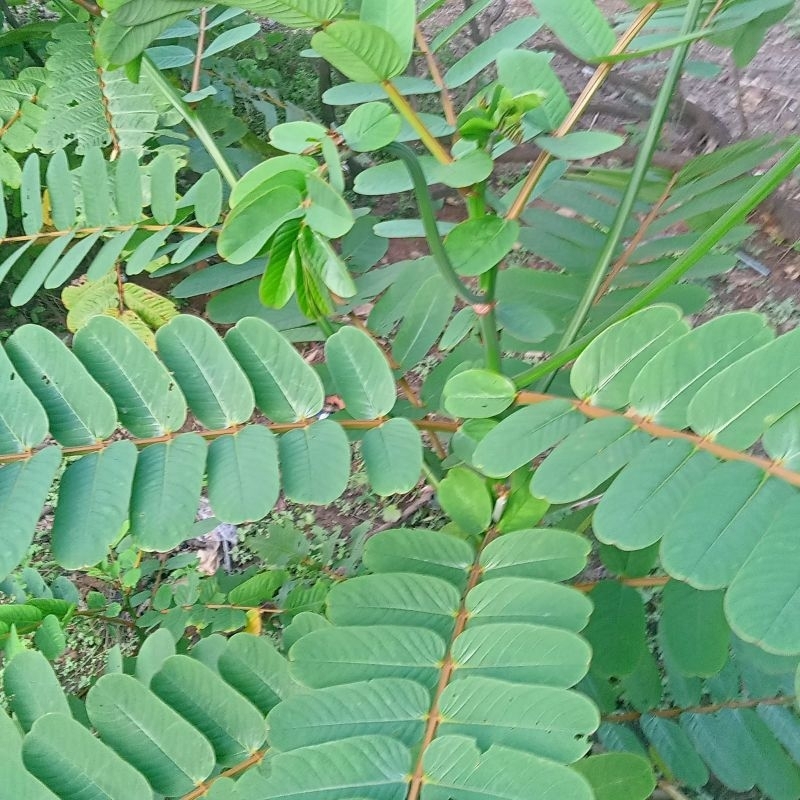 

50g Daun Ketepeng atau Kimanila atau Gulinggang