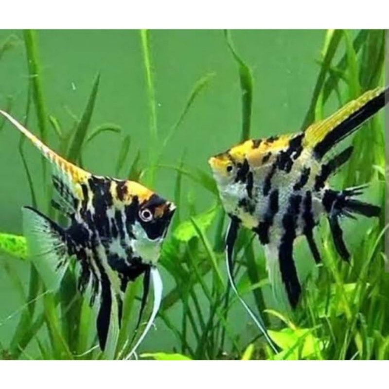 Manfish / Ikan Layang / Ikan Hias Aquascape / Air Tawar