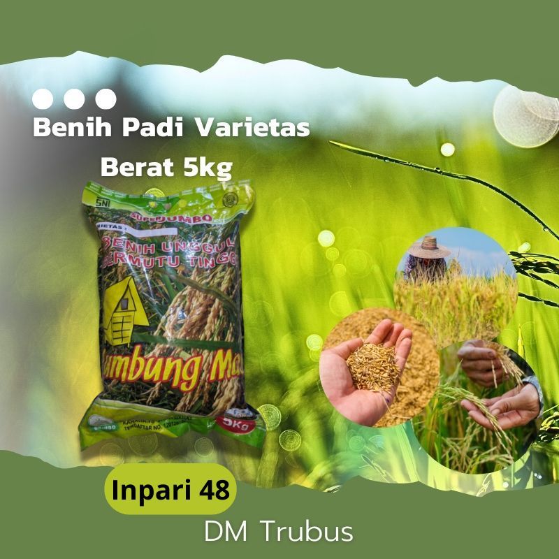 Bibit Benih Padi Varietas INPARI 48