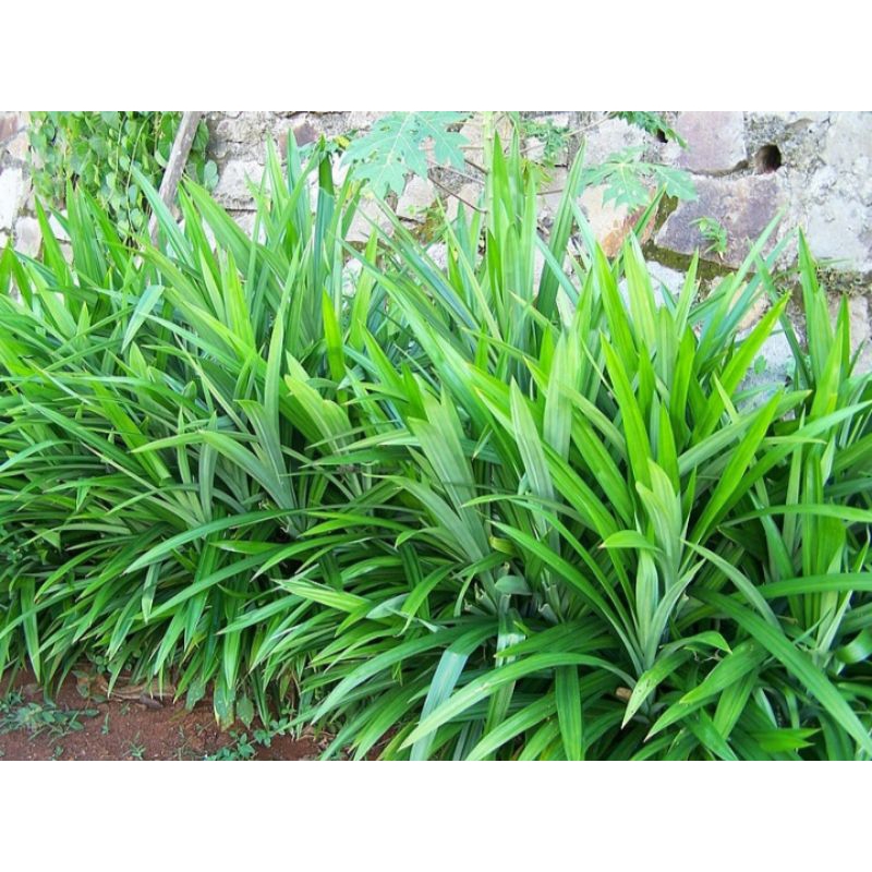 

DAUN PANDAN HIJAU BESAR