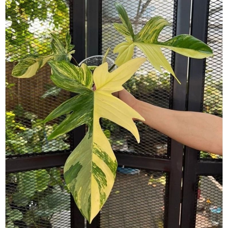 Tanaman hias philodendron Florida beauty variegata