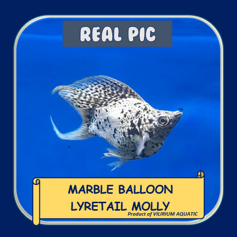 IKAN HIAS AIR TAWAR - MOLLY BALON EKOR CAGAK / MOLLY MURBLE EKOR CAGAK / MARBLE BALLOON LYRETAIL  MO