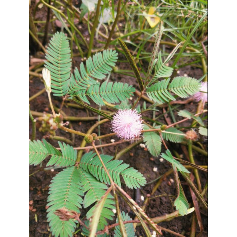 

Daun putri malu segar 100 gram
