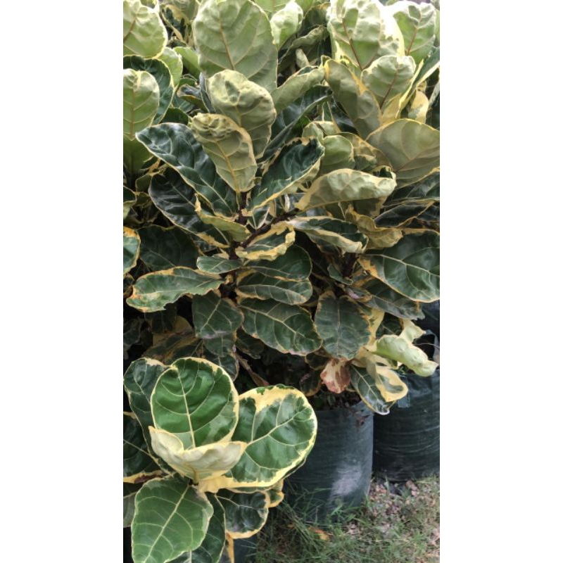 ketapang biola cantik varigata