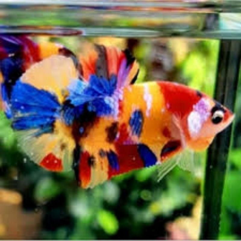 

plakat yellow base multycolour kontes