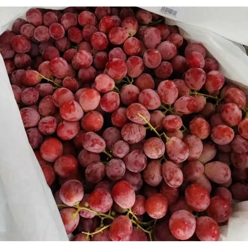 

Anggur Redglobe Australia 1 kardus 8 kg