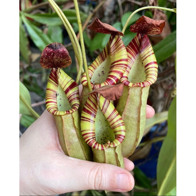 Kantong Semar Nepenthes Veitchii Bareo Hybrid Candy Stripe (Tanaman Karnivora/Tavor CUANTIK POLL BIB