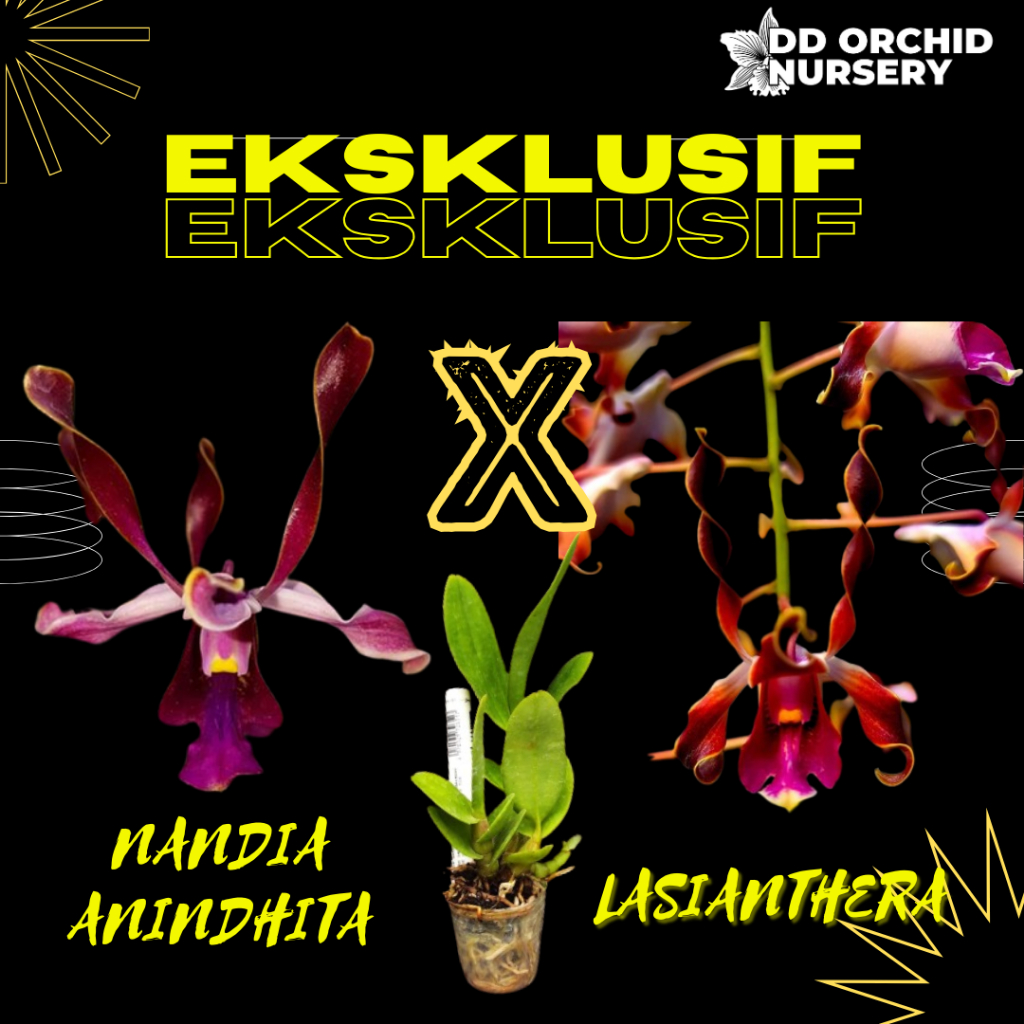DD Orchid Seedling Anggrek Dendrobium Nandia Anindhita X Den. lasianthera