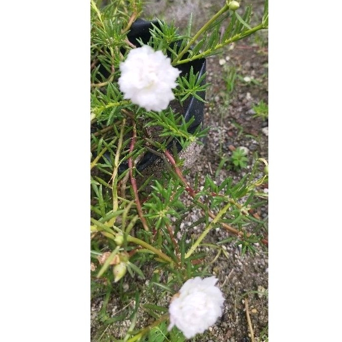 Bunga krokot import spearmind( Putih)