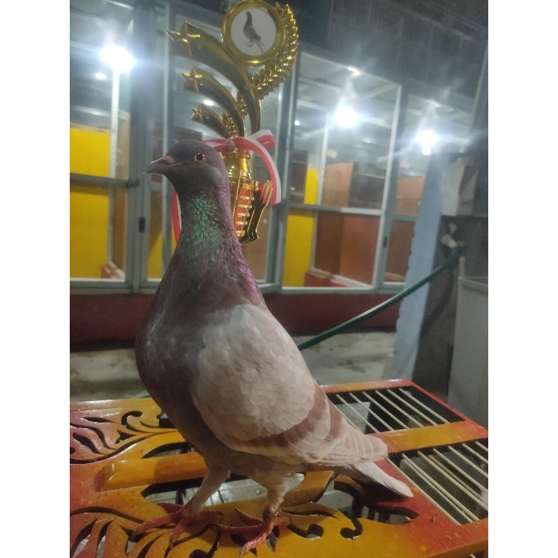 merpati kolong player prestasi burung dara tinggi bahan setengah jalan prospek bahan latih kolongan
