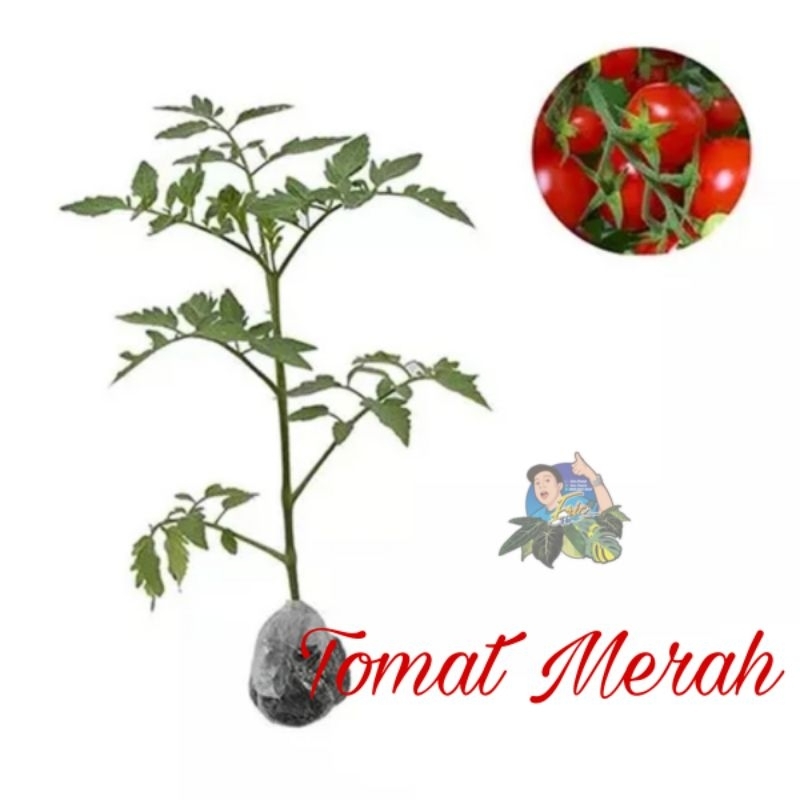 Tanaman Tomat Buah Super F1 / Sudah Berbuah