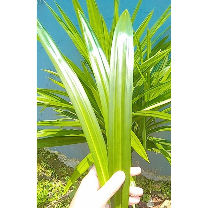 

DAUN PANDAN WANGI DAN FRESH !!! PETIK SAAT DIORDER (PER LEMBAR)