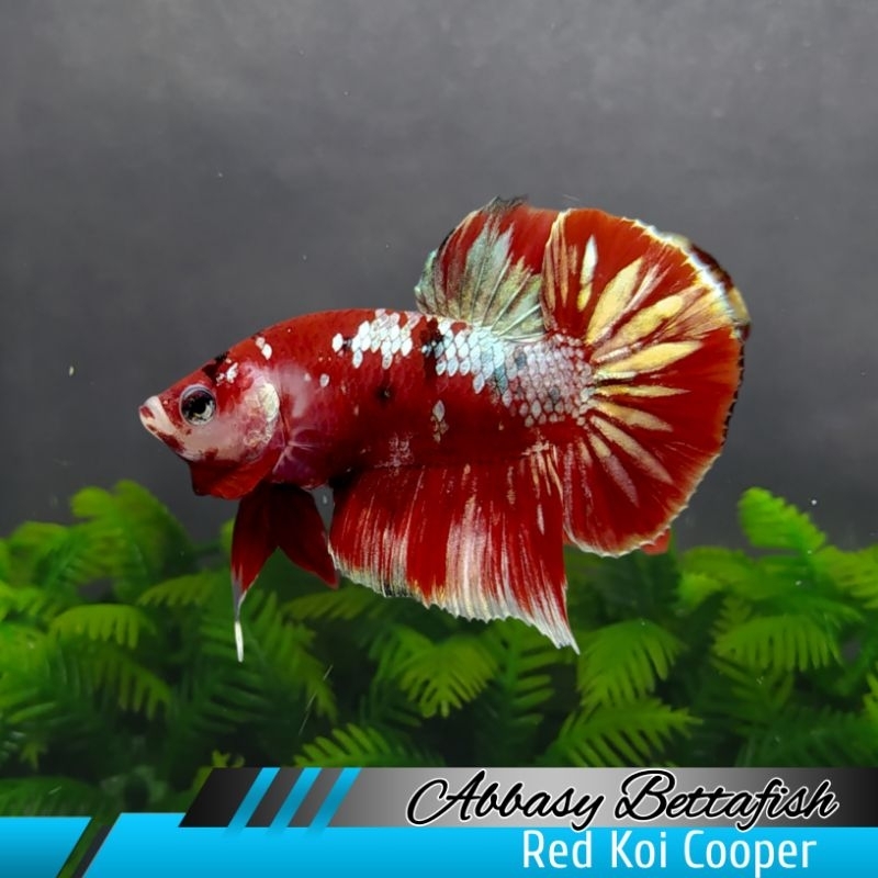 Plakat Red Koi Cooper Soft Gold Male Real Pictures