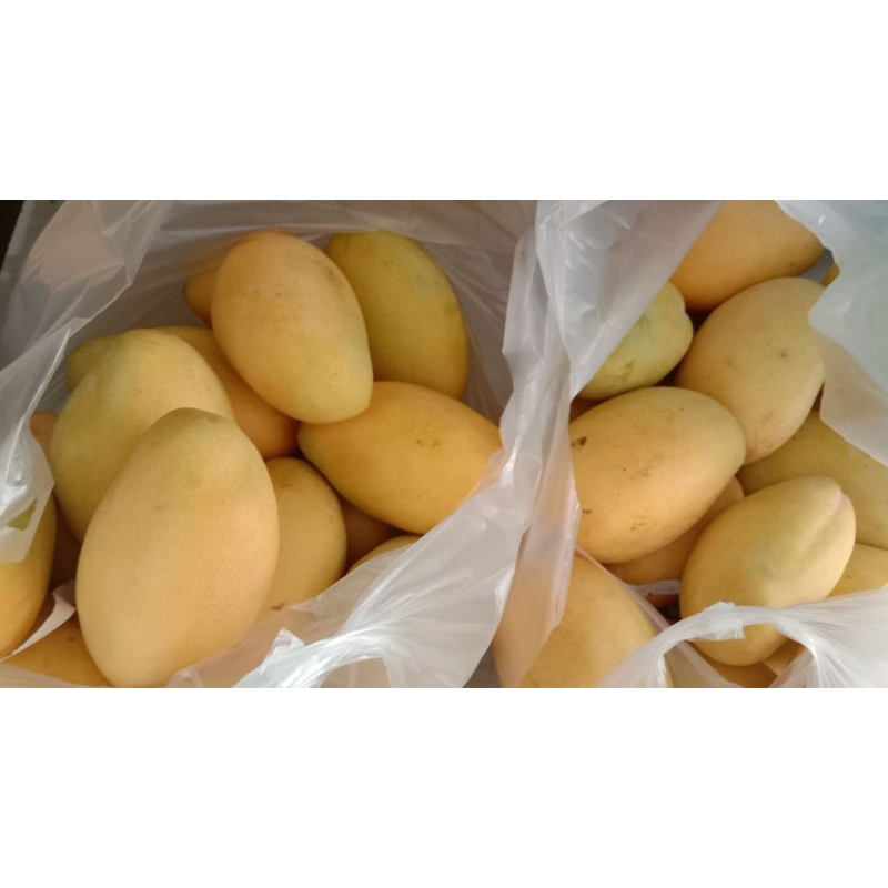 

Mangga Thailand