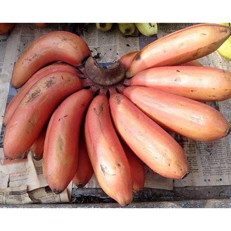 

pisang merah