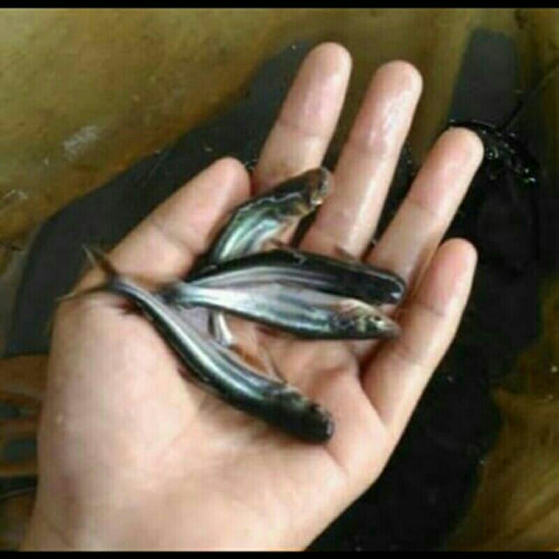 Bibit ikan patin 7 8cm